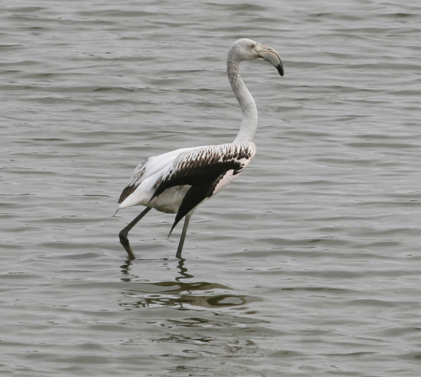 Flamant rose (Phoenicopterus roseus) immature - Delta de l'Ebre &copy; Nicolas Macaire / LPO